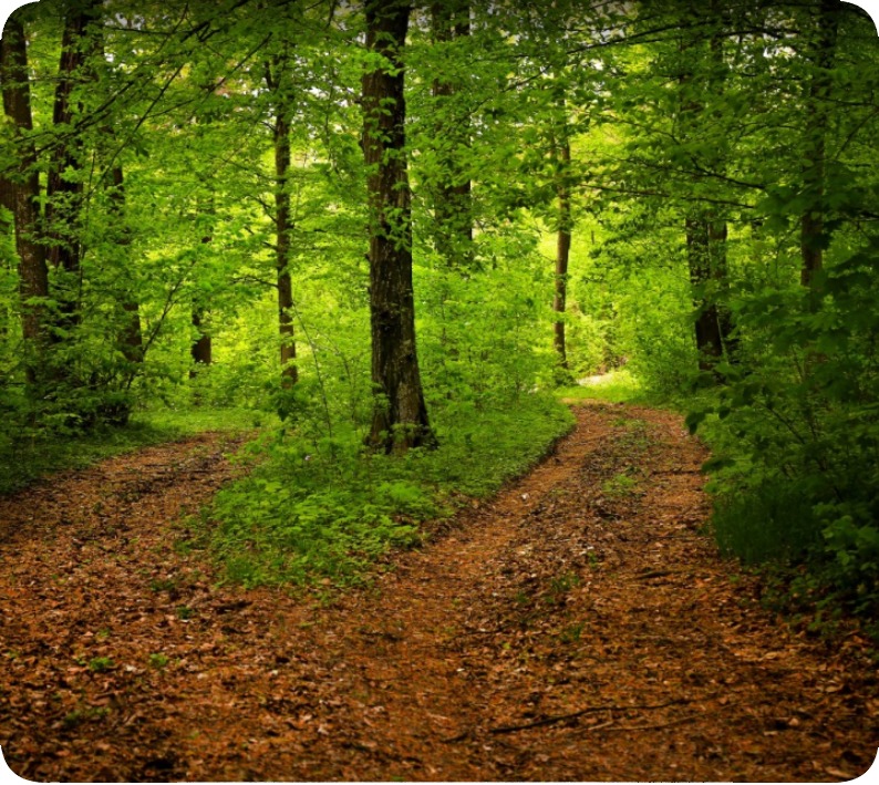 Forêt dense avec une lumière douce filtrant à travers les arbres, symbole de connexion à la nature et de sérénité.